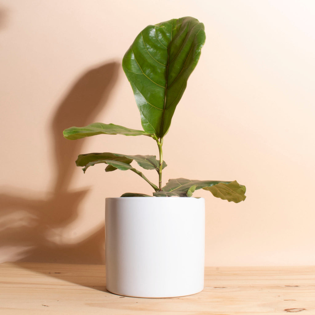 fiddle leaf fig in ceramic pot Fiddle Leaf Fig in White Mid-Century Modern Ceramic Cylinder Planter – Home Botanicals