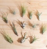 Assorted Tropical Tillandsia Air Plants (Collection of 12)