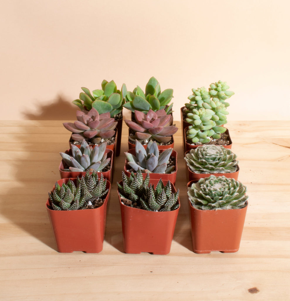 succulent mini plants Mini Assorted Succulent Collection of 12 – Home Botanicals