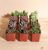 Mini Assorted Succulent Collection of 12