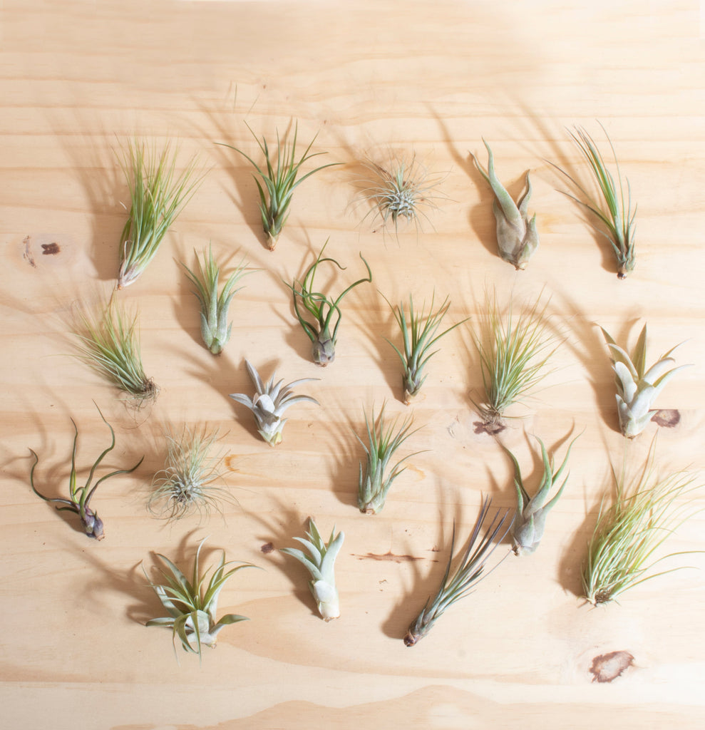 Assorted Tropical Tillandsia Air Plants (Collection of 20)