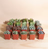 Mini Assorted Succulent Collection of 20
