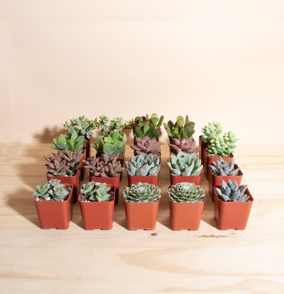 Mini Assorted Succulent Collection of 20