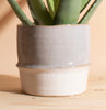 Aloe Vera in Two-Toned Ceramic Planter