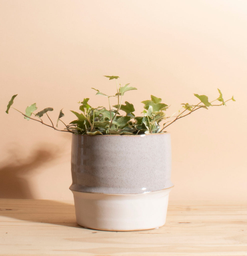 Variegated Ivy in Two-Toned Ceramic Planter