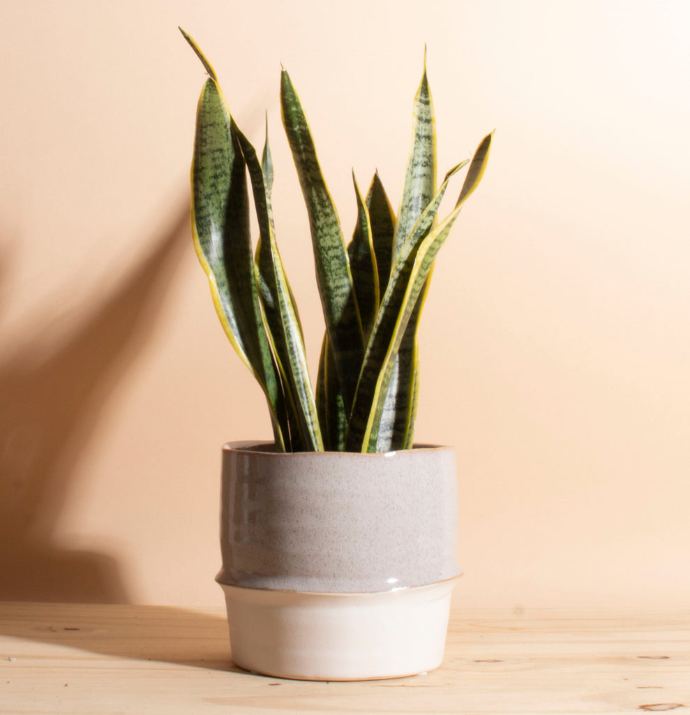 sansevieria ceramic Sansevieria Laurentii ' Snake Plant' in Two-Toned Ceramic Planter