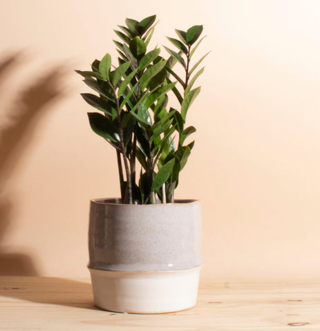 snake plant mid century modern Sansevieria Laurentii 'Snake Plant' in Black Mid Century Ceramic Cylin – Home Botanicals