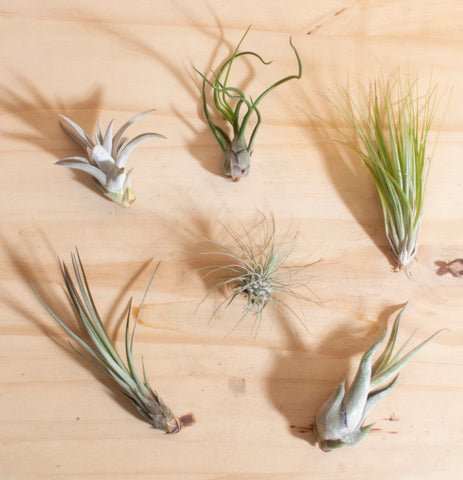 air plant collection Assorted Tropical Tillandsia Air Plants (Collection of 20) – Home Botanicals