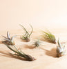 Assorted Tropical Tillandsia Air Plants (Collection of 6)