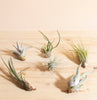 Assorted Tropical Tillandsia Air Plants (Collection of 6)