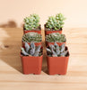Mini Assorted Succulent Collection of 6