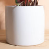Caladium 'Flare' in White Mid Century Modern Ceramic Cylinder Planter