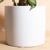 Caladium 'White Wonder' in White Mid Century Modern Ceramic Cylinder Planter