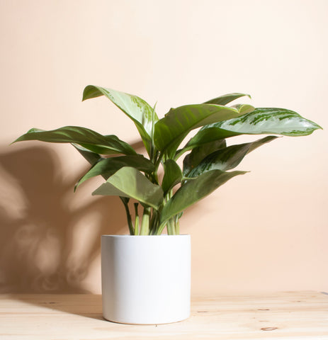 Aglaonema Silver Bay 'Chinese Evergreen' in White Mid Century Ceramic Cylinder Planter