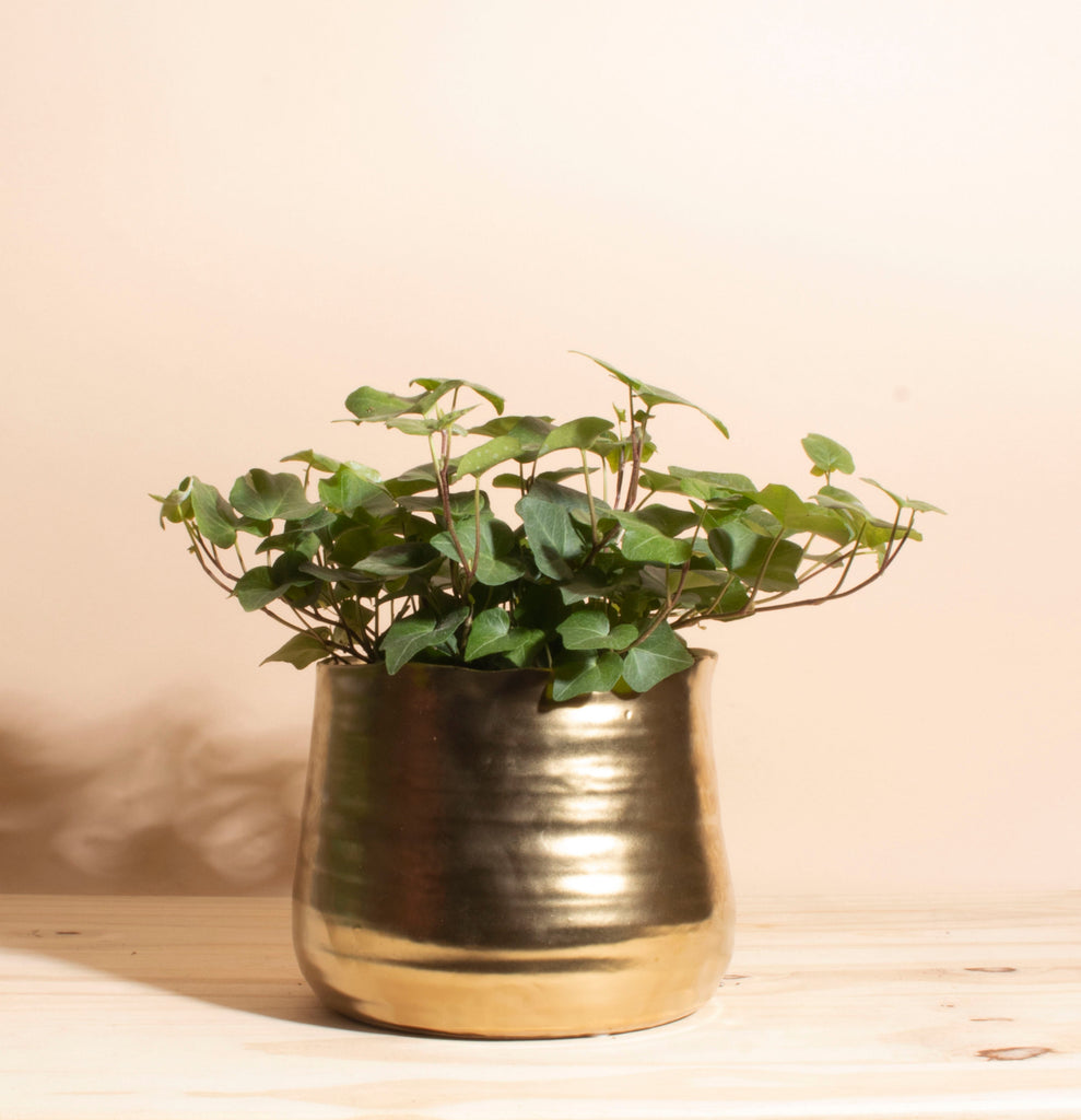 house plant english ivy English Ivy House Plant in Handcrafted White Ceramic Planter – Home Botanicals