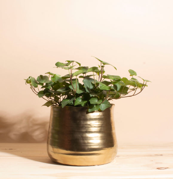 English Ivy House Plant in Handcrafted Gold Ceramic Planter