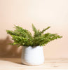 Boston Fern House Plant in Handcrafted Gold Ceramic Planter