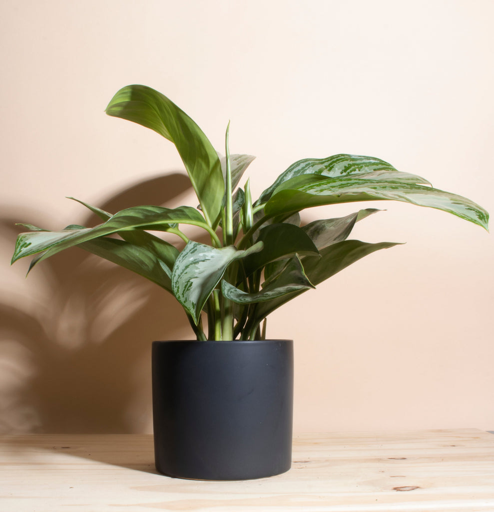 Aglaonema Silver Bay 'Chinese Evergreen' in Black Mid Century Ceramic Cylinder Planter