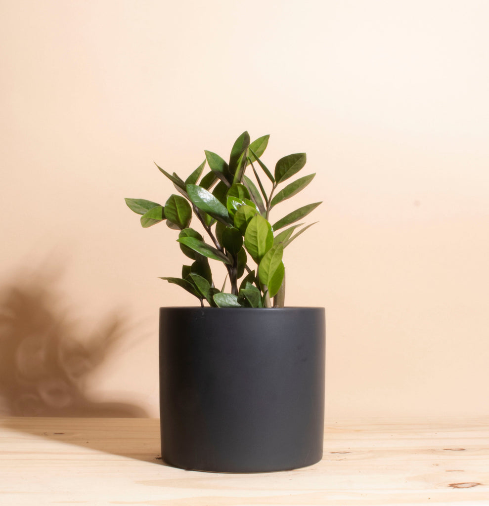 zanzibar gem indoor plants Zanzibar Gem ZZ Plant in 6 in. Modern Ceramic Black Planter Pot