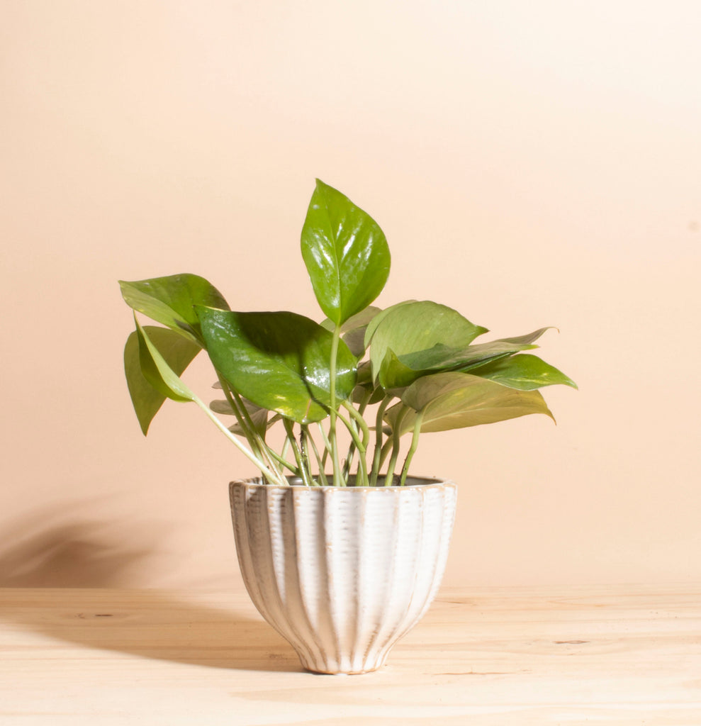 planters for pothos Pothos in Ceramic Honeycomb Planter