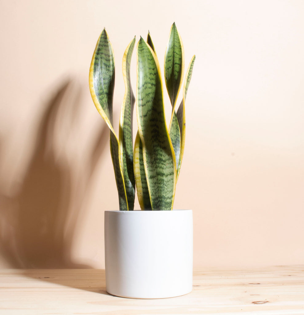 potted snake plant in wood and white pot Sansevieria Laurentii 'Snake Plant' in White Mid Century Ceramic Cylinder Planter