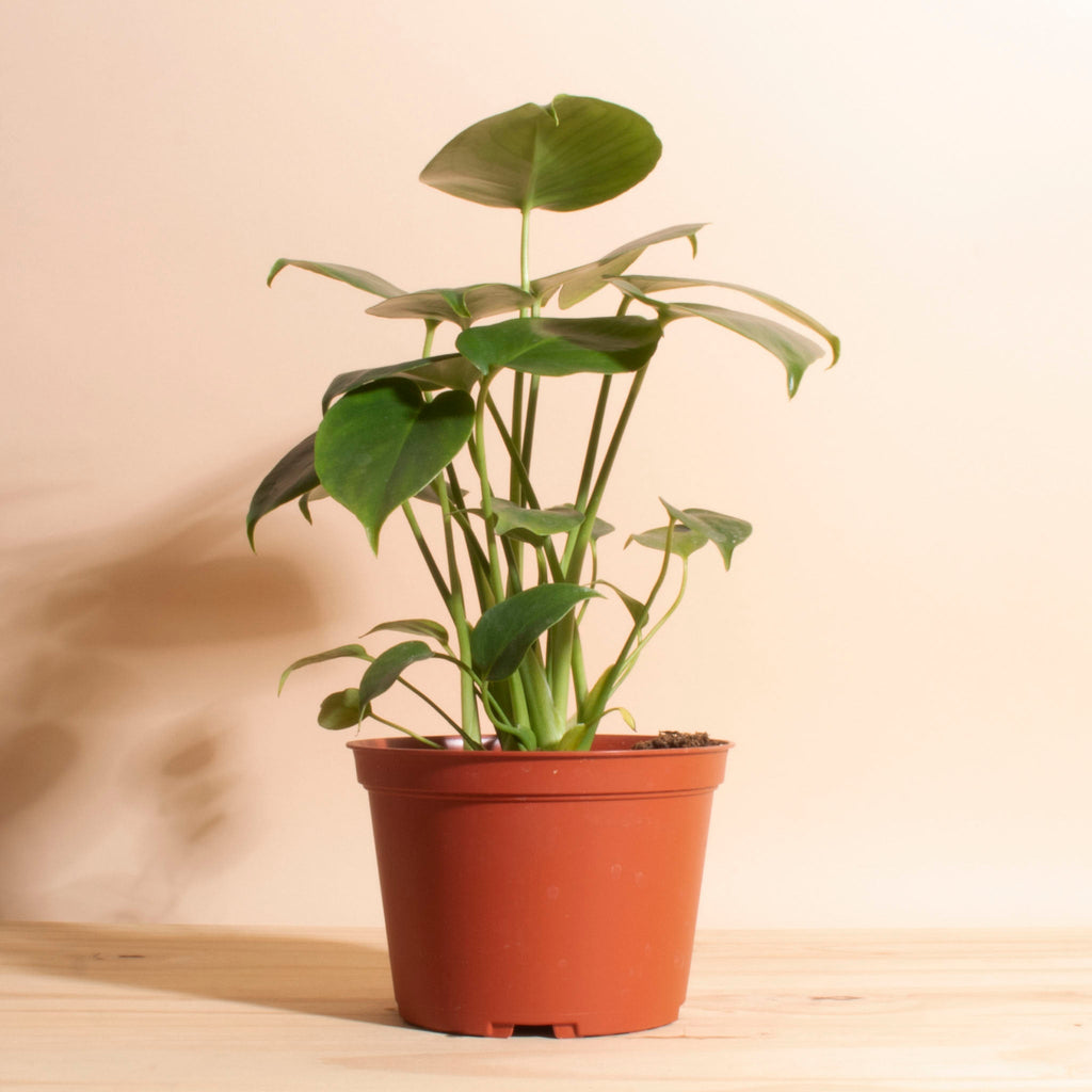 6 monstera deliciosa Monstera Deliciosa in 6" Grow Pot – Home Botanicals