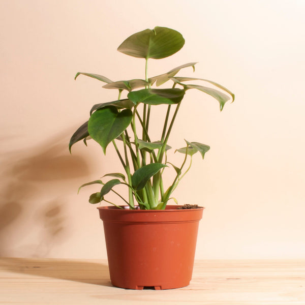 snake plant in mid century planter Sansevieria Laurentii 'Snake Plant' in White Mid Century Ceramic Cylin – Home Botanicals