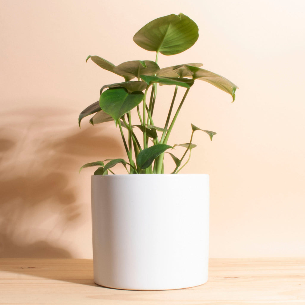 large plant pot for monstera Monstera Deliciosa in White Mid Century Modern Cylinder Ceramic Plante – Home Botanicals