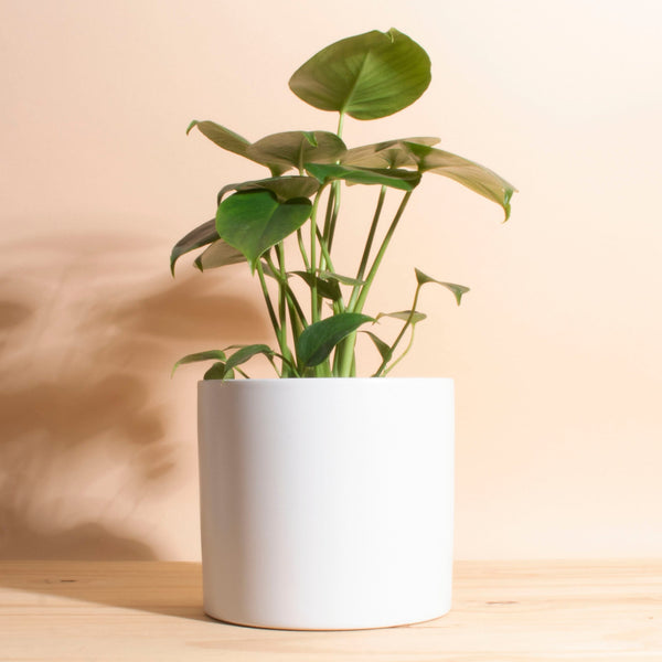 snake plant white planter Sansevieria Laurentii 'Snake Plant' in White Mid Century Ceramic Cylin – Home Botanicals