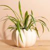Bonnie Spider Plant in Ceramic Pumpkin Shaped Planter