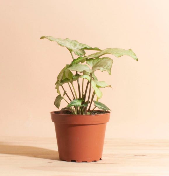 mid century modern snake plant Sansevieria Laurentii 'Snake Plant' in Black Mid Century Ceramic Cylin – Home Botanicals