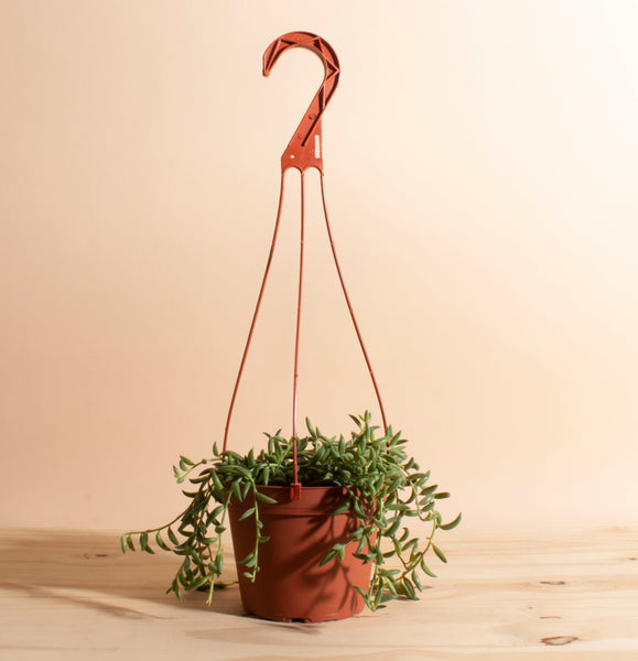 snake plant hanging Sansevieria Laurentii ' Snake Plant' in Two-Toned Ceramic Planter – Home Botanicals