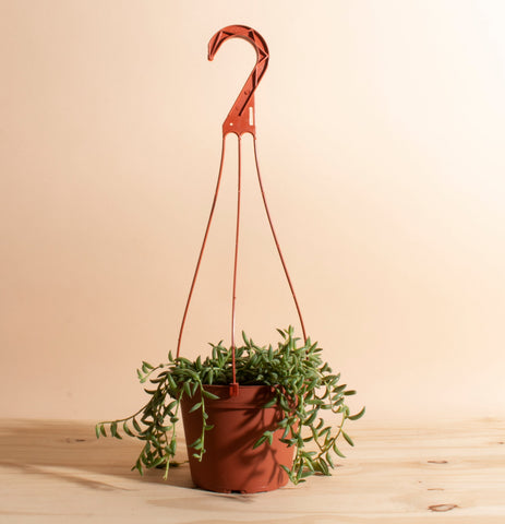 aloe vera plant in hanging basket Aloe Vera in Two-Toned Ceramic Planter – Home Botanicals