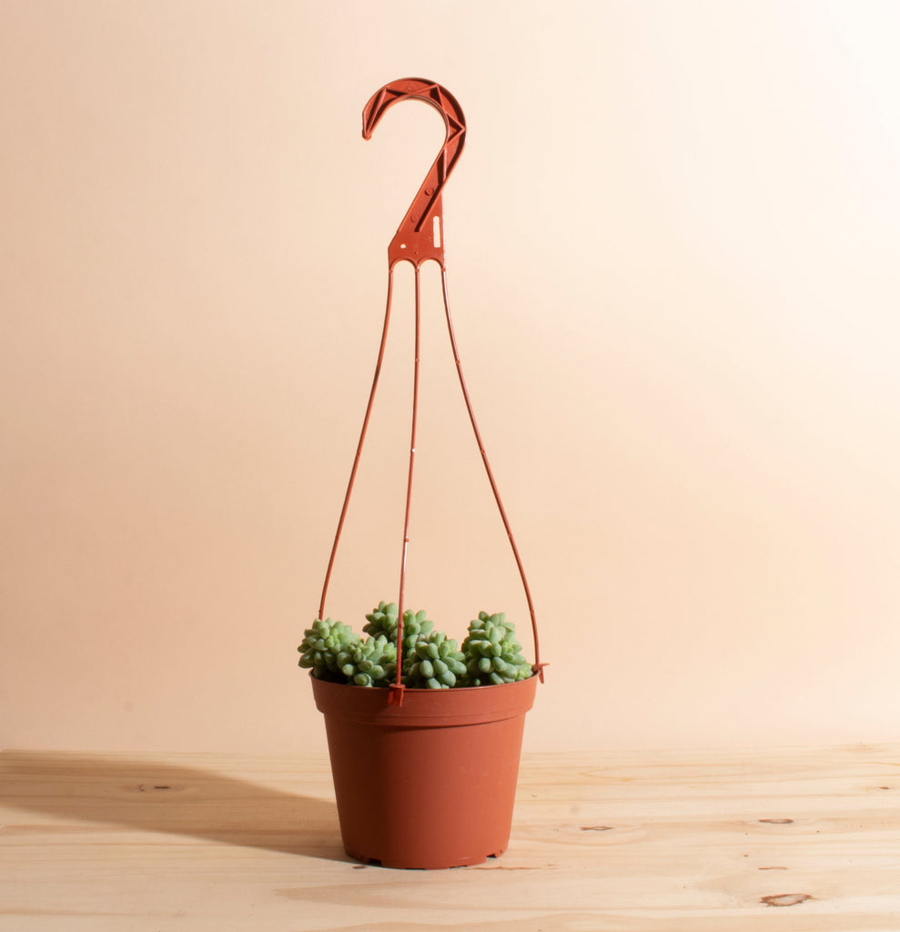 hanging succulent pots Burrito Sedum Hanging Succulent in 6" Grower Pot – Home Botanicals