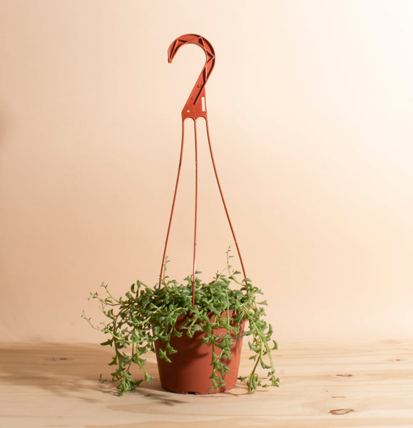 hanging jade plant Trailing Jade Hanging Succulent in 6" Grower Pot – Home Botanicals