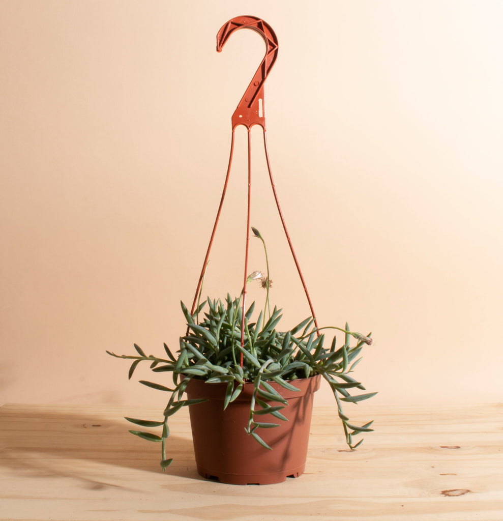 succulent fish hooks String of Fishhook Hanging Succulent in 6" Grower Pot – Home Botanicals