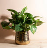 Pothos House Plant in Handcrafted Gold Ceramic Planter