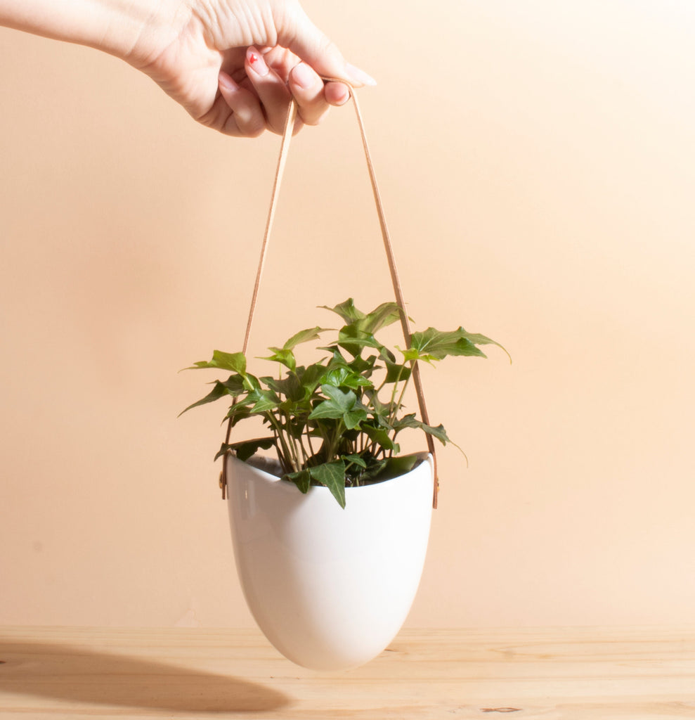 common ivy hanging plant English Ivy in Hanging Ceramic Planter with Leather Strap