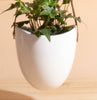 English Ivy in Hanging Ceramic Planter with Leather Strap