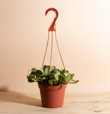 string of beans hanging plant String of Bananas Hanging Succulent in 6" Grower Pot
