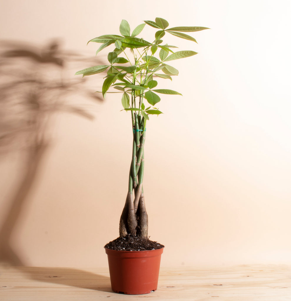money tree plant pots Money Tree in 6" Grower Pot – Home Botanicals