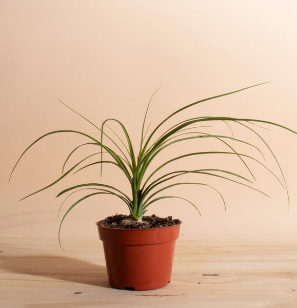tropical touch air plants Assorted Tropical Tillandsia Air Plants (Collection of 6) – Home Botanicals