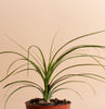 Ponytail Palm in 4