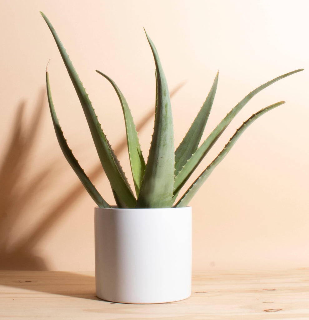 flower pots for aloe plants Aloe Vera in White Mid Century Cylinder Ceramic Planter