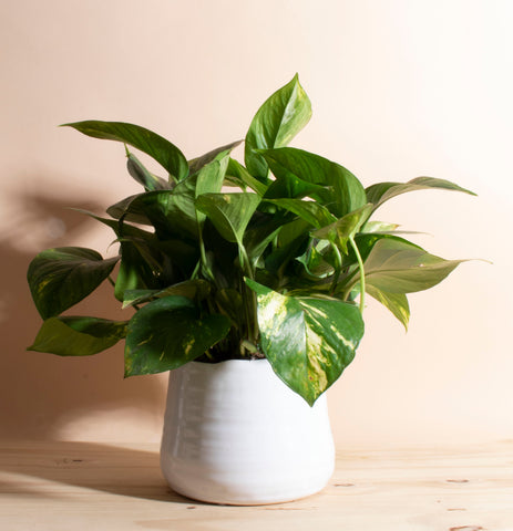 Pothos House Plant in Handcrafted White Ceramic Planter
